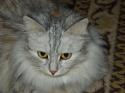 23541_musya_carica.