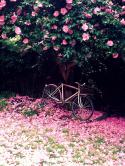 23635_adeline-country-cottage-pink-bike-flower-petals.