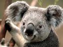 23926_Koala.