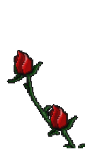 24188_roses.