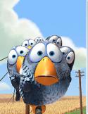 2427birds.