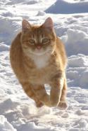 243603_red_cat_and_snow.