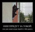 24521_kotyata.