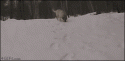 24594_tumblr_mh7gxafAjc1qdlh1io1_400.