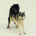 2464wolf.