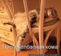 2486koty_6.
