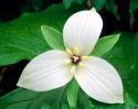 24992_White_Trillium.