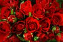 25057_roses-background.