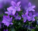 25073_image.