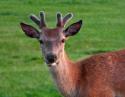 25147_bush-21lir.