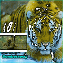 25148_tiger.