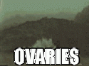 2517ovaries.