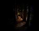 2520Deepintheforest12801024.