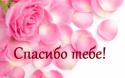 25267_big_3558_oboi_rozovye_lepestki.