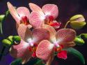 25421_Flowers_-_Orchids.