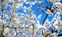 25781296745235_blossoms_and_blue-1280x768.