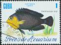 26186_93361789_cuba_fish6.