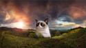 26248_kote-Grumpy-Cat-pesochnica-347801.