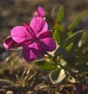 26324_WArctic_Fireweed.