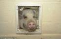 26580_piggy02.