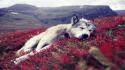 2661tumblr_lxgkkq1za91qjvzqoo1_500_large_large.