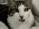 26706_gif_cat_6_22.