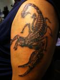 2674scorpion-tattoo-galveston-close-up.
