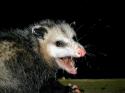 26834_800px-AwesomePossum-AmericanOpossum.