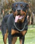 26887_rottweiler_farmer.