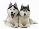 27038_siberian_husky.