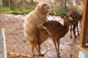 27166_china-yunnan-zoo-sheep-deer-love-02-768x512.