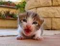 2717b_cats_11.