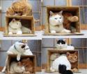 27227_lovit_kotov.