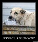 2729151762_image_large.