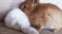 27419_daily_gifdump_218_06eLu_08.