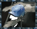 27534_Roza_golubaya.