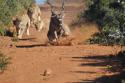 2826kudu13.