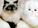 282Animals_Cats__001800_1.