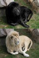 28474_Black_lion_and_white_lion_original.