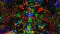 28629_lysergic_pictureshack.