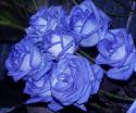 28870_77780918_4404913_sinie.