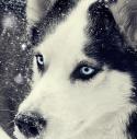 28903_christmas-cute-dog-light-snow-winter-Favim_com-74902.