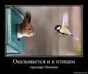 29011_Belochka.