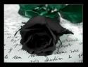 29247_blackrose.