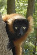 29295_lemur.