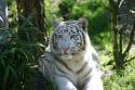 29346_White_tiger_wallpaper_by_Havoc_elite.