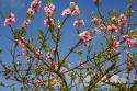29647_flovers-86s.