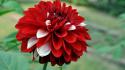 29722_Red-White-Dahlia-Flower-Wallpaper-1600x900.