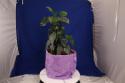 29771_Gibiscus-1_08.