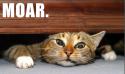 29879_MORE_cat.